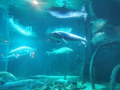 -华夏文旅海洋公园