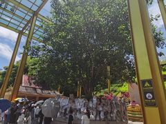 -西双版纳勐泐文化旅游区