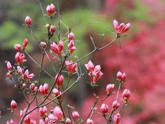 -天台山赤城山景区