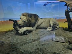 -国家自然博物馆