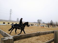-北京群众马术培训基地
