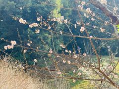 -桃花涧