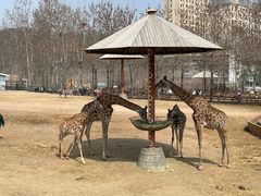 -大连森林动物园