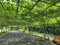 -东平国家森林公园