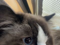 -纳吉亚猫专科动物诊疗中心(蒋宅口分院)