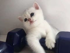 -东方名猫馆·英短金渐层布偶猫舍(环线广场1号楼店)