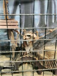 -酷嗒动物文化乐园(cutezoo西溪乐天城店)