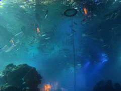 -海棠湾洲际-涛·海底餐厅·美人鱼·自助餐·海底隧道