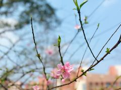 -四川大学(望江校区)