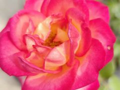 -北京中医药大学第三附属医院