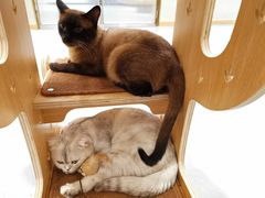 -飞行喵MR PILOT|猫舍·猫咖(静安大融城店)