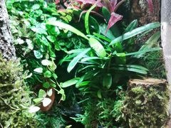 -中环花鸟鱼虫市场