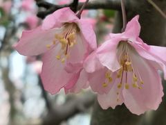 -石家庄市植物园