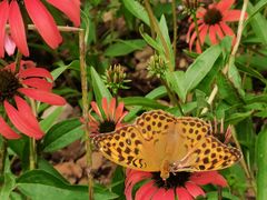 -武陵山森林公园