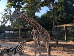 -清迈夜间动物园