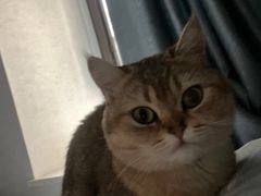 -关爱宠物医院·猫科中心·消化科(滨湖万达分院)