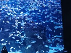 -成都浩海立方海洋公园