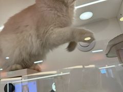 -三花喵·撸猫购宠·宠物生活馆(虹桥南丰城店)