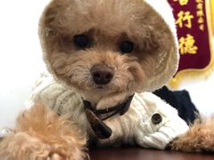 -外滩1288花园丽舍