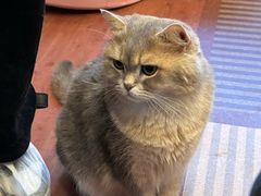 -MOCHA明星猫咖(田子坊店)