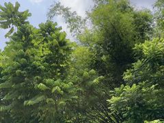 -新加坡植物园