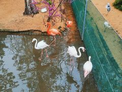 -西霞口神雕山野生动物世界