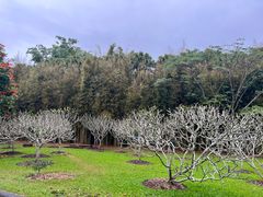 -中国科学院西双版纳热带植物园