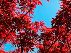 -棒棰岛宾馆景区