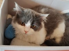 -猫腻·猫咖·撸猫馆(星光大道店)