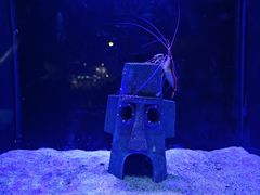 -海合安天津极地海洋公园