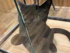 -袖虎·猫馆(体育西路店)