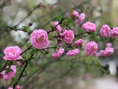 -首都师范大学科德学院
