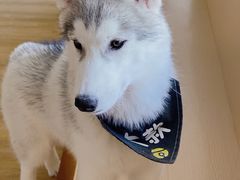 -Husky Go! 哈士奇体验馆·宠物咖啡厅狗咖