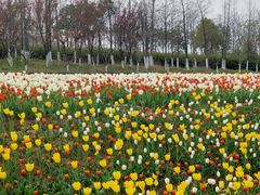 -杭州湾海上花田景区