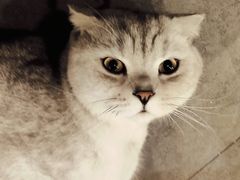 -Mr.Fox狐狸先生超级密室(南山店)