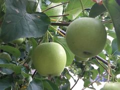 -北京国家会计学院