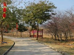 -天适樱花悠乐园