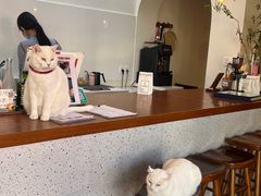-有猫主题·治愈系猫咖(曾厝垵店)