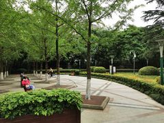 -神仙树公园