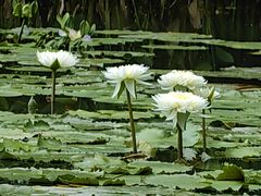-云溪植物园