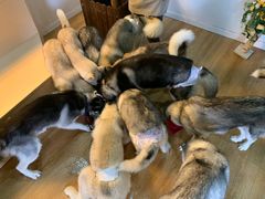 -Husky Go! 哈士奇体验馆·宠物咖啡厅狗咖