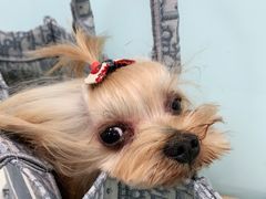 -宠福鑫康馨动物医院·骨科·眼科