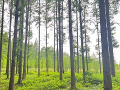 -黄海国家森林公园