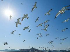 -海驴岛(荣成市)