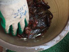 -同銮特种养殖场·龙虾垂钓