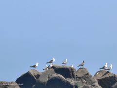 -海合安青岛极地海洋公园