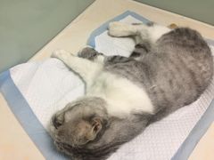 -纳吉亚猫专科动物医院博雅分院