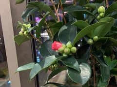 -皇朝万鑫自助餐厅