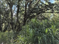 -北海金海湾红树林生态旅游区