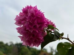 -莲花山公园